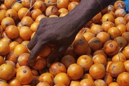 African Star Apple: Health Benefits Of Alasa Fruit