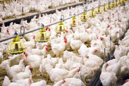 Establishing a Poultry Farm At Home deep litter system for poultry farming