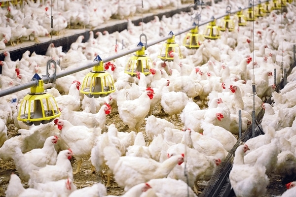 Establishing a Poultry Farm At Home deep litter system for poultry farming