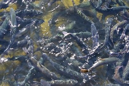 Lean How To Start A Fish Farming Business on Townflex