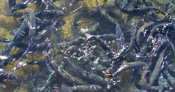 Lean How To Start A Fish Farming Business on Townflex