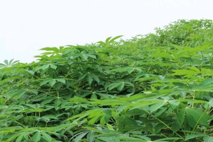 Spiritual Benefits of Cassava Leaves: Protection, Healing & Uses IMG 1656093281614