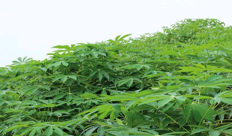Spiritual Benefits of Cassava Leaves: Protection, Healing & Uses IMG 1656093281614