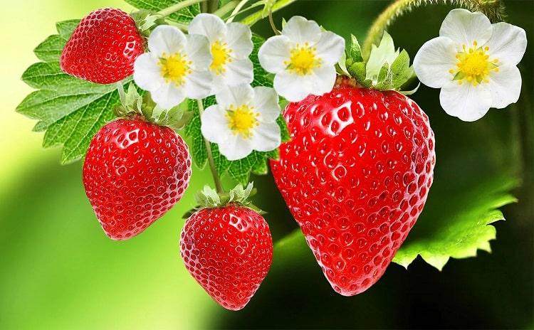 Health Benefits Of Strawberry: See Uses And History, here is all you need to know about strawberry friuts, how to plant and grow them etc. Townflex